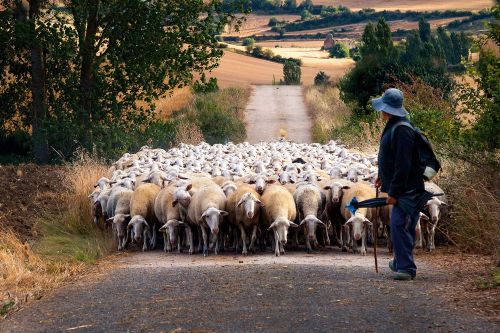 Photos du Voyage VENET : Fête des bergers en Provence ( Du 23 au 25 Novembre )